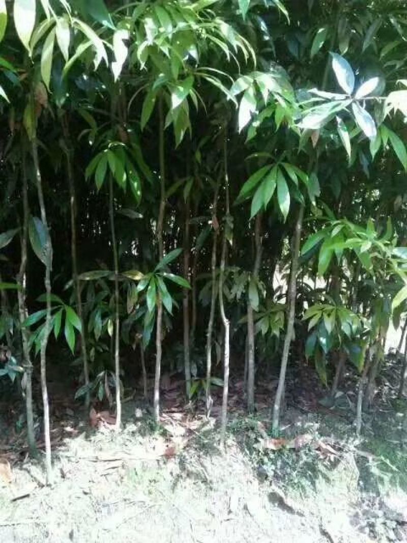 各种规格的桂花，罗汉松，闽楠，福建野鸭椿。