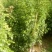 各种规格的桂花，罗汉松，闽楠，福建野鸭椿。