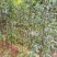 各种规格的桂花，罗汉松，闽楠，福建野鸭椿。
