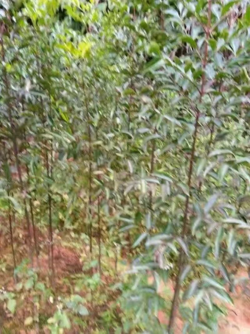 各种规格的桂花，罗汉松，闽楠，福建野鸭椿。