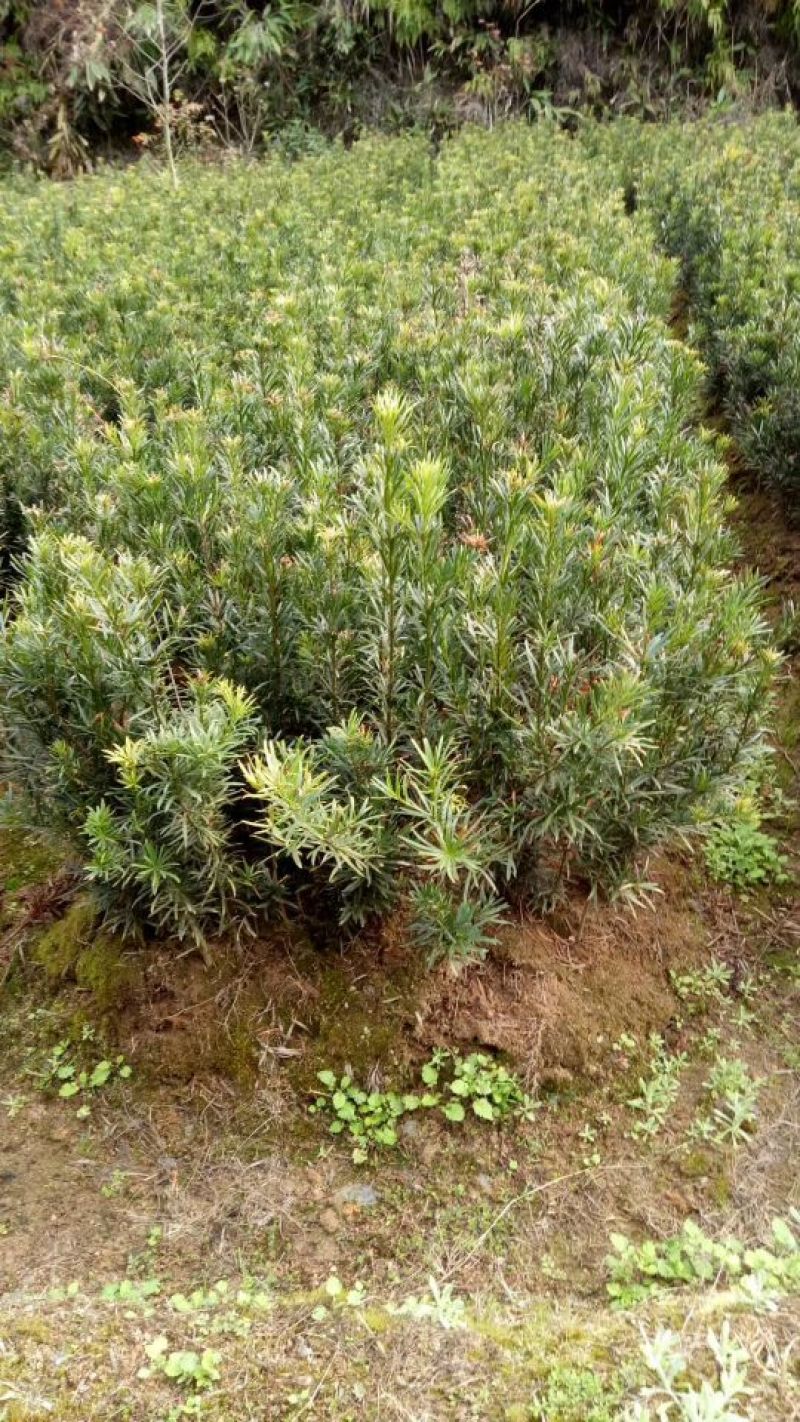 各种规格的桂花，罗汉松，闽楠，福建野鸭椿。