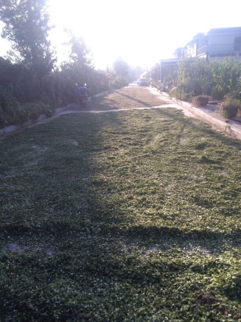 益母草