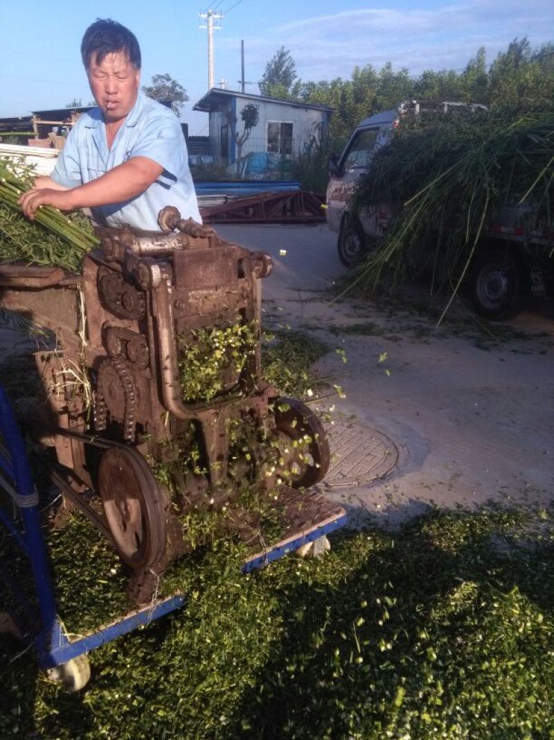 益母草