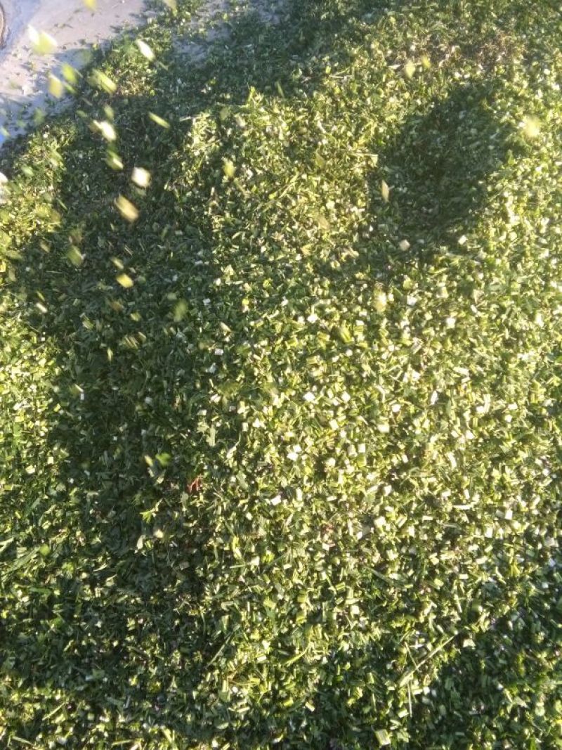 益母草