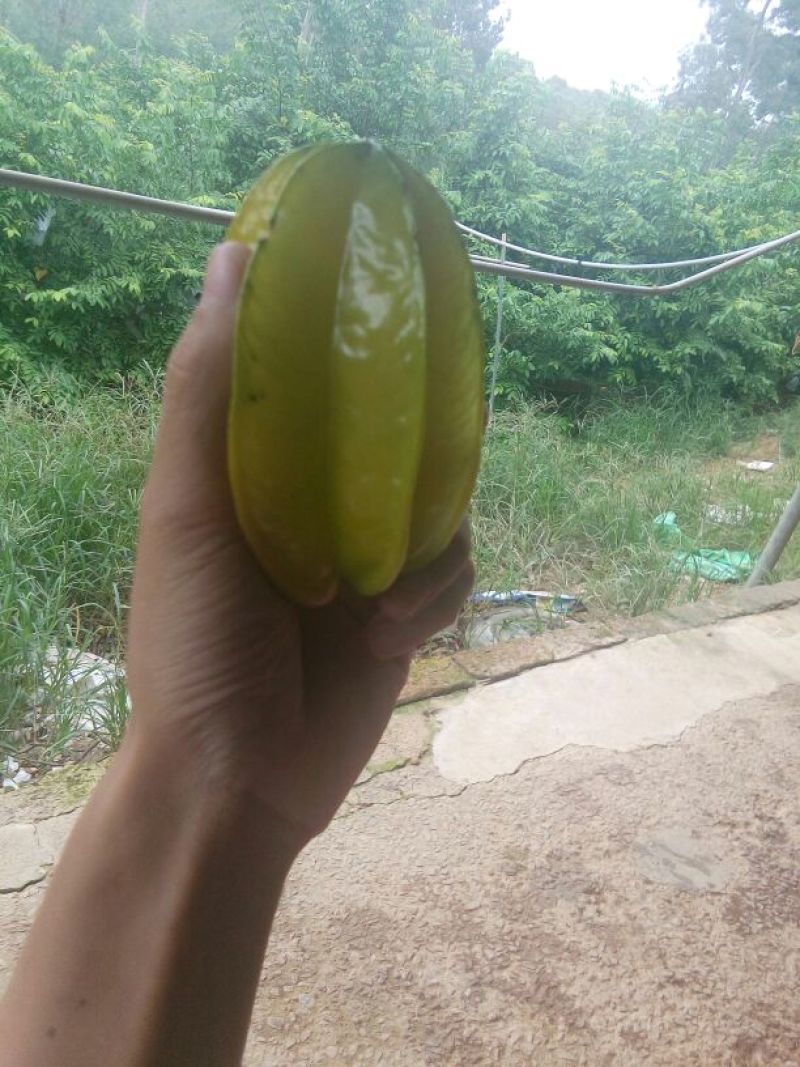 杨桃