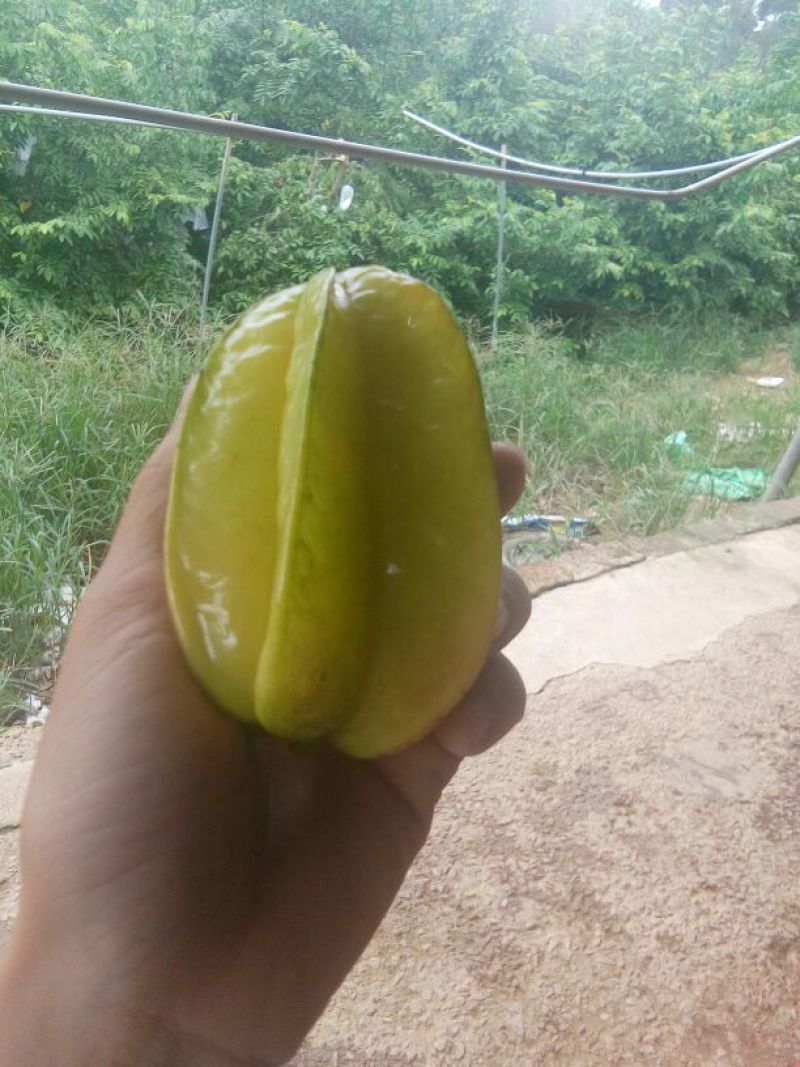 杨桃