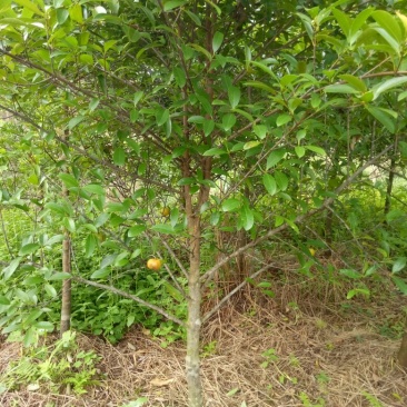 岭南山竹苗大中小
