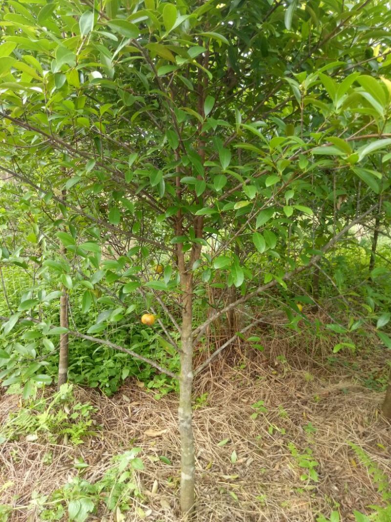 岭南山竹苗大中小