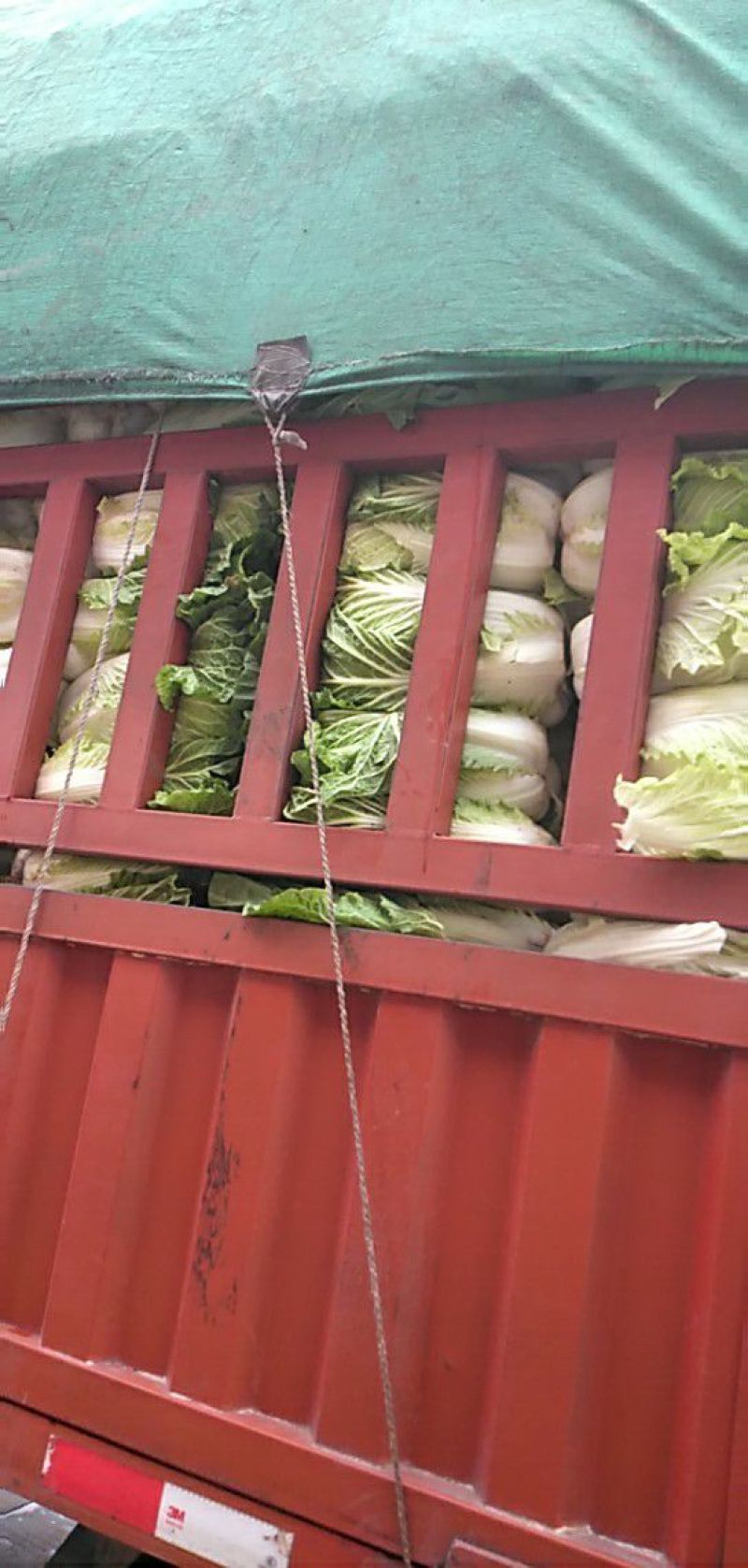 泸西好白菜