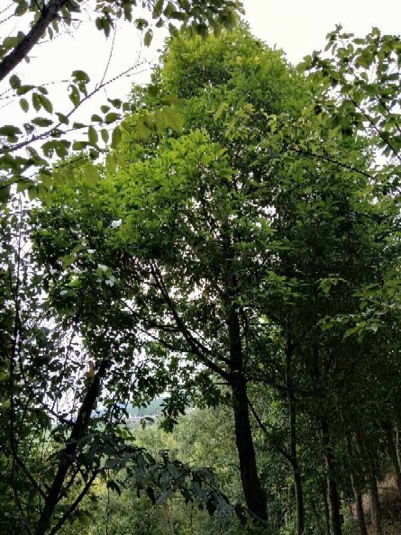 滇润楠（金丝楠木）
