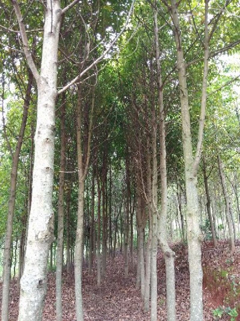 滇润楠（金丝楠木）