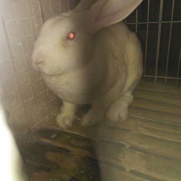 种兔