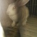 种兔