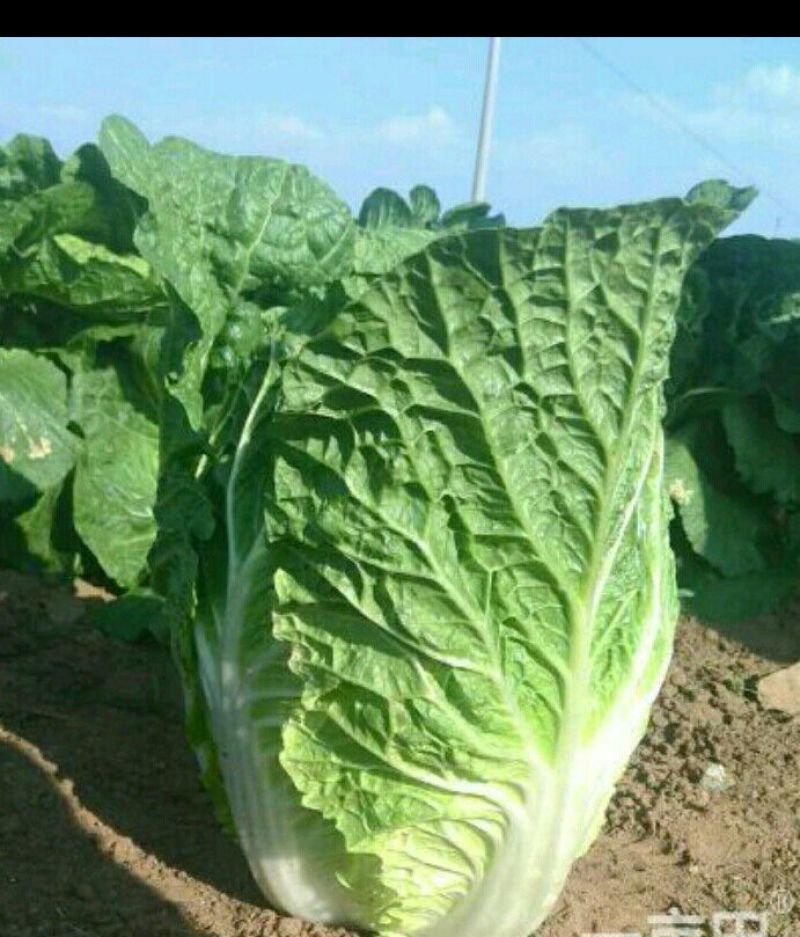 万亩旱地大白菜