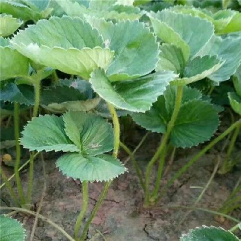 红颊草莓苗/红颊草莓品种介绍/红颊草莓苗价格多少钱