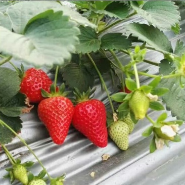 红颊草莓苗/红颊草莓品种介绍/红颊草莓苗价格多少钱