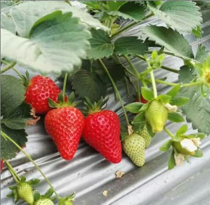 红颊草莓苗/红颊草莓品种介绍/红颊草莓苗价格多少钱