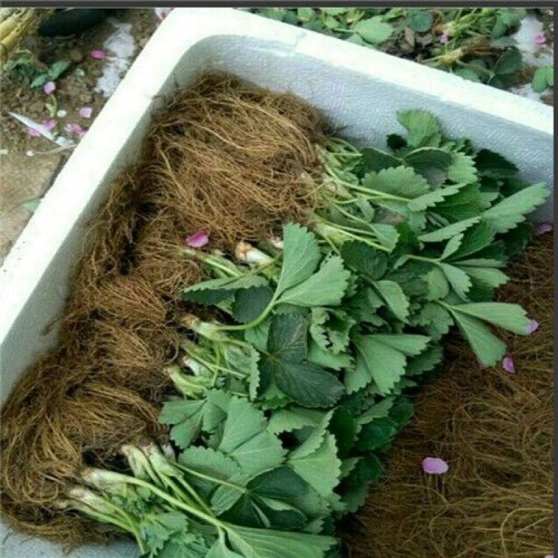 红颊草莓苗/红颊草莓品种介绍/红颊草莓苗价格多少钱