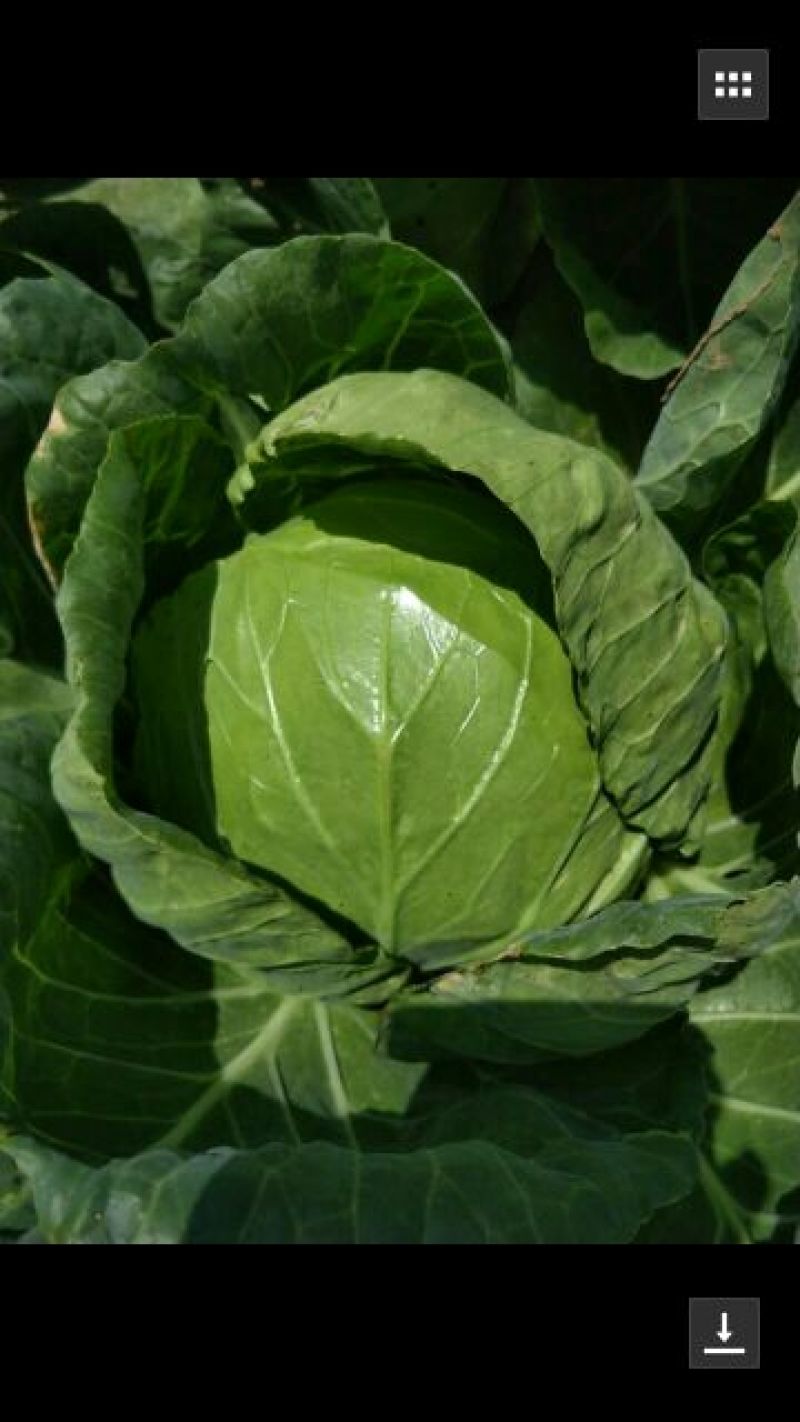 旱地大白菜