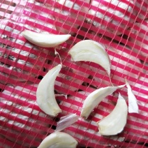 蒜苗种子，东北大蒜，黑龙江大蒜