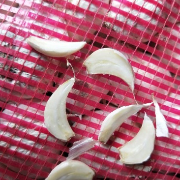 蒜苗种子，东北大蒜，黑龙江大蒜