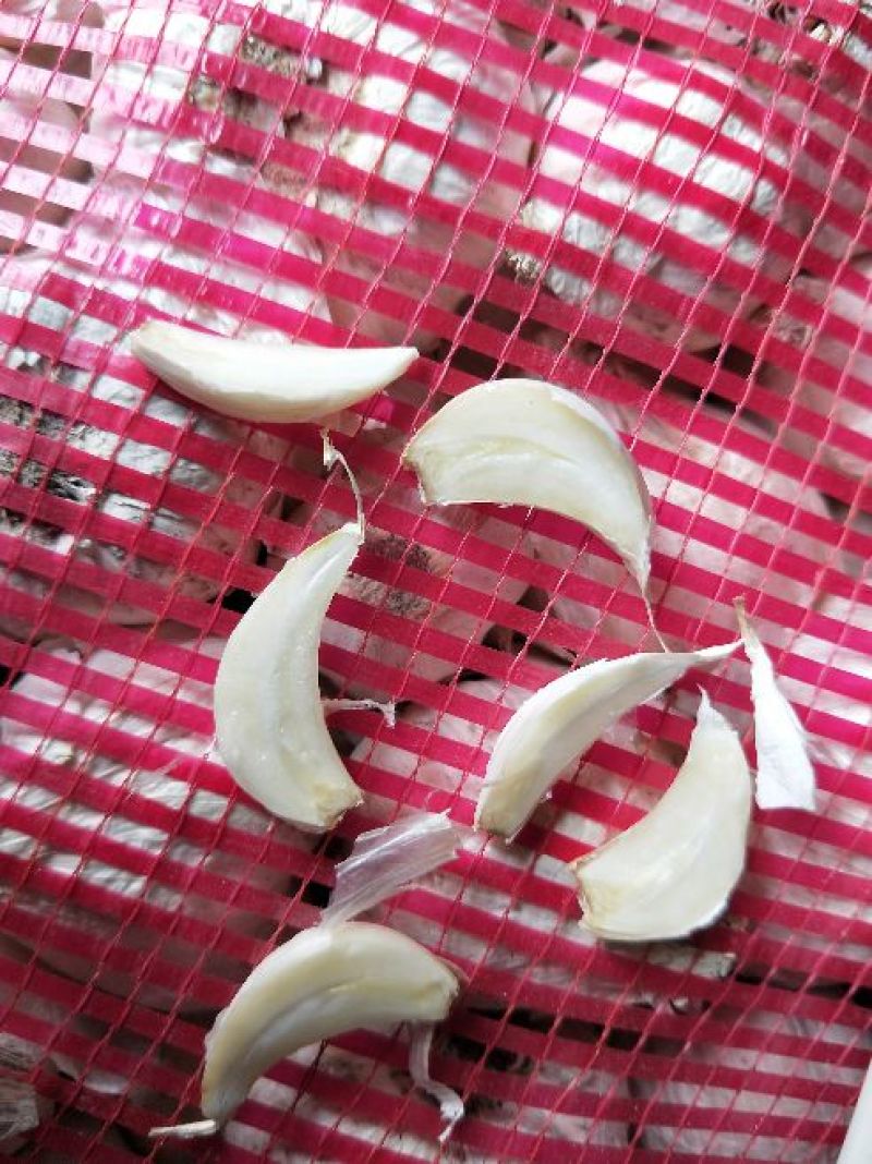蒜苗种子，东北大蒜，黑龙江大蒜