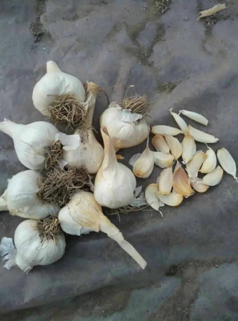 蒜苗种子，东北大蒜，黑龙江大蒜