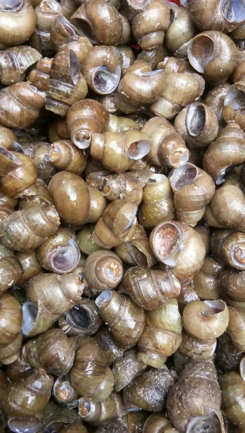 螺蛳食用鲜活