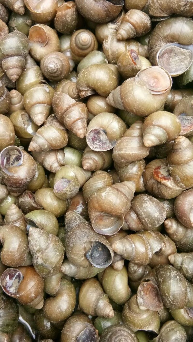 螺蛳食用鲜活