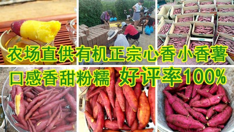 首屹®香薯心香红薯红皮，黄心，香甜粉糯…脱毒大田种苗