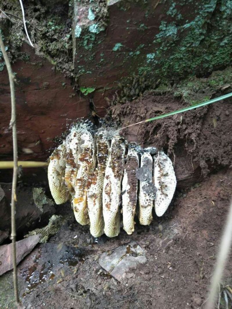 野生蜂蜜