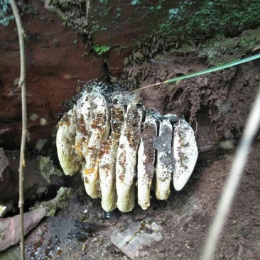 野生蜂蜜