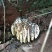 野生蜂蜜