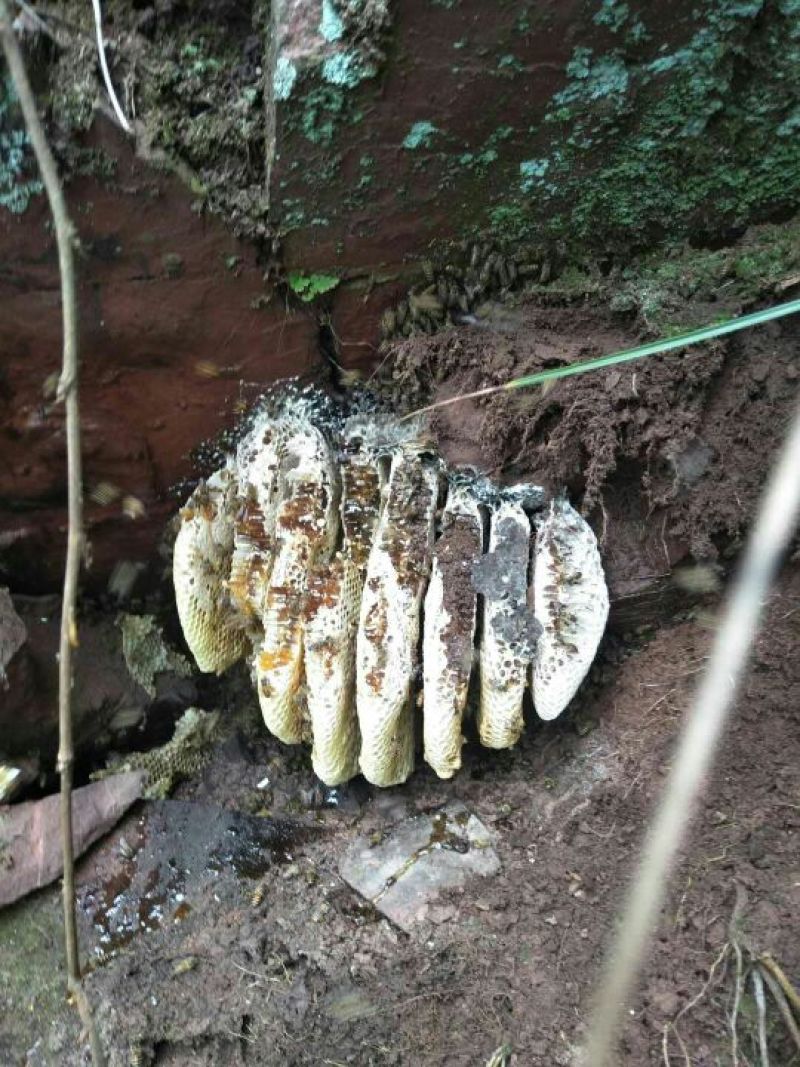 野生蜂蜜