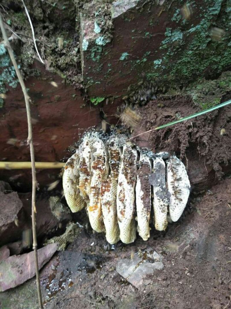 野生蜂蜜