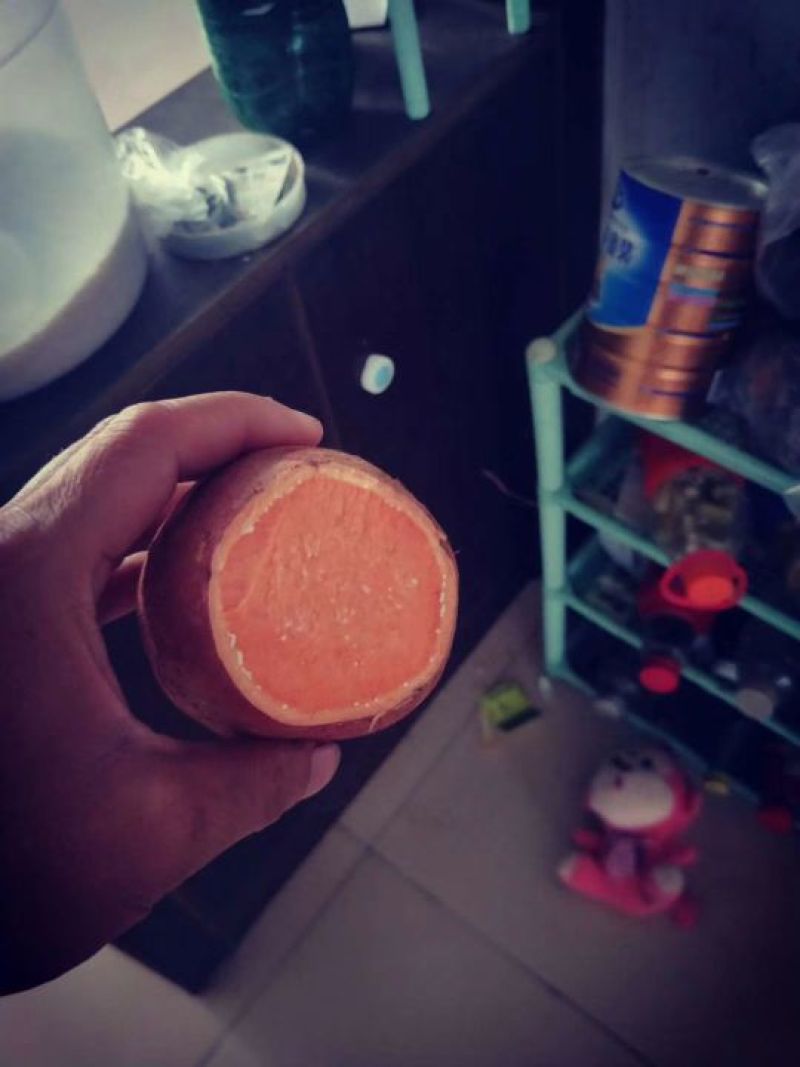 大量供应西瓜红苗，一点红苗