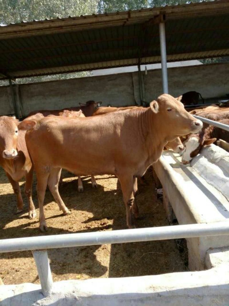肉牛王每头牛补贴1000元，包成活包回收免费送货