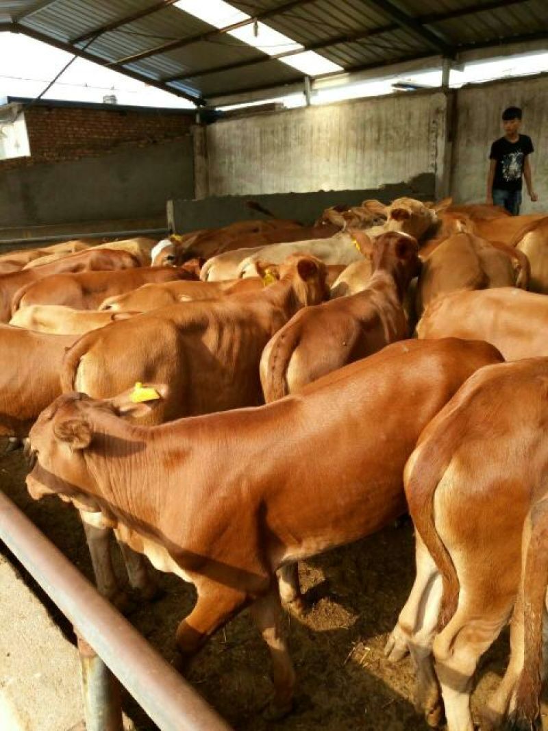 肉牛王每头牛补贴1000元，包成活包回收免费送货