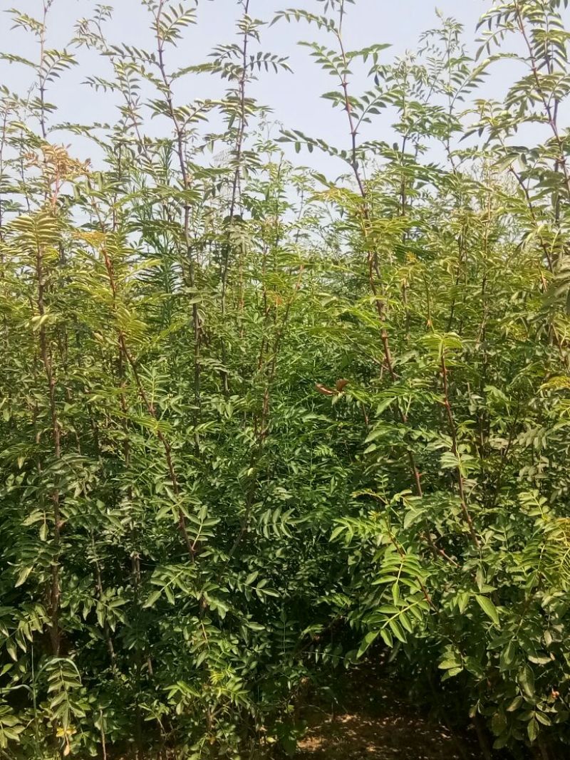 花椒苗
