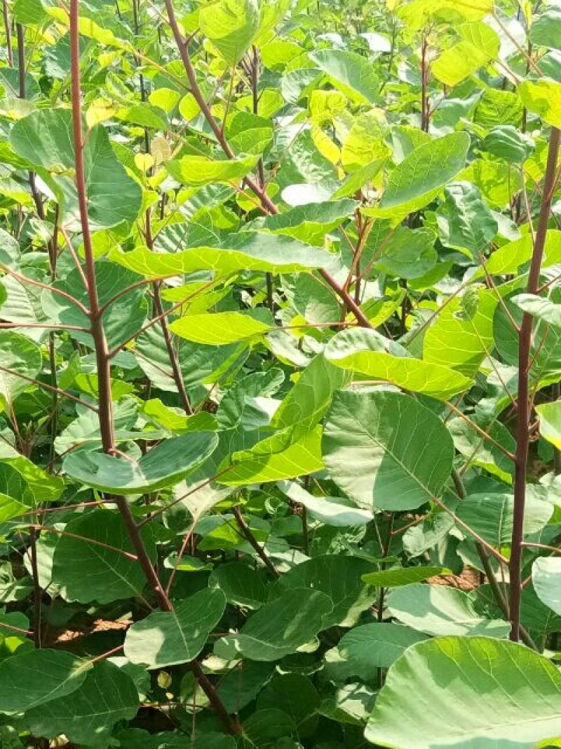 黄栌苗，各种规格要求的黄栌苗，一年小苗，二年规格苗。