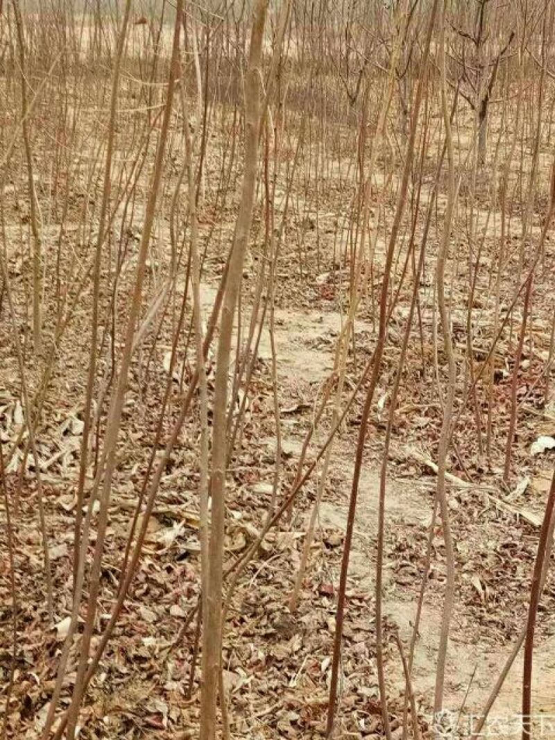 黄栌苗，各种规格要求的黄栌苗，一年小苗，二年规格苗。