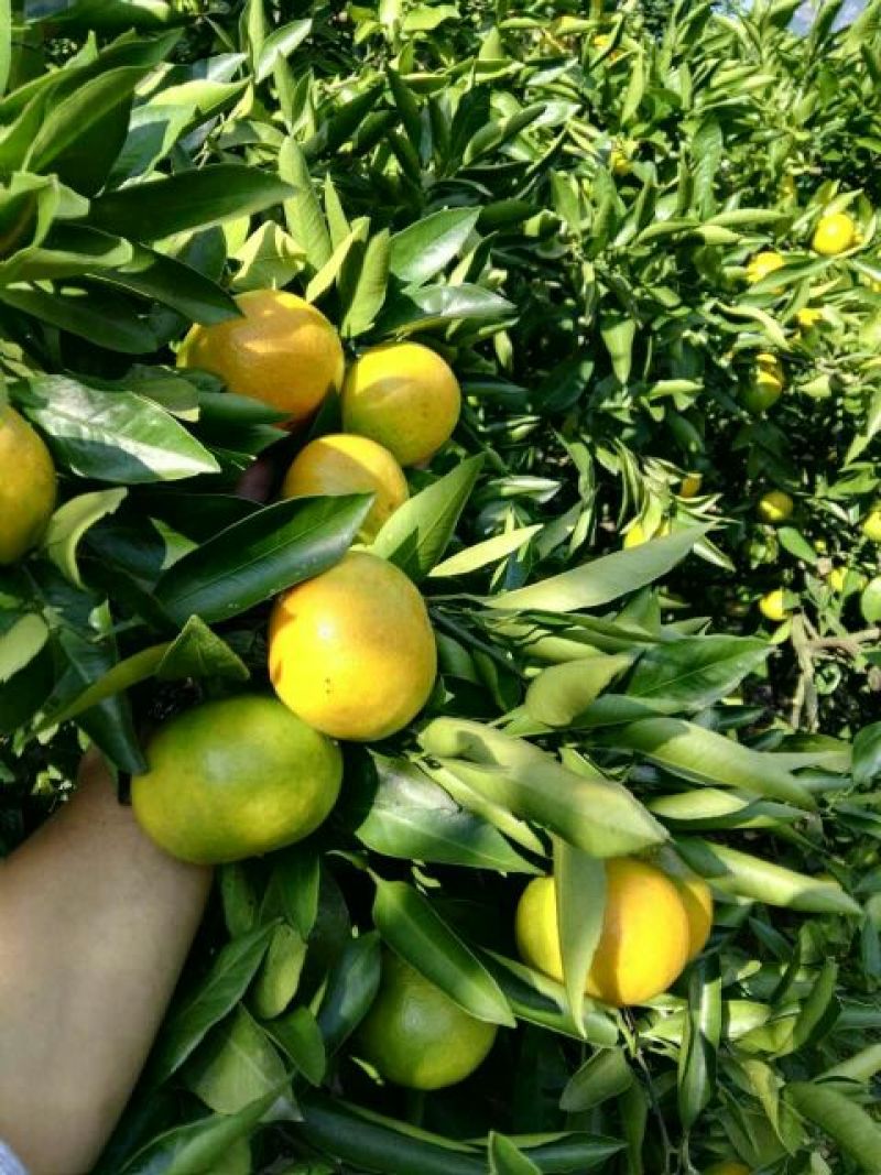 蜜橘湖北柑桔宜昌蜜橘皮薄化渣质量三包对接全国