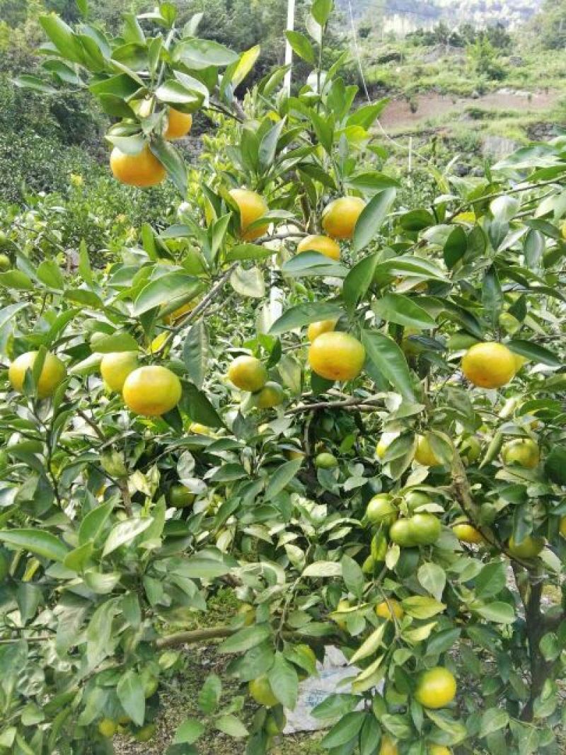 蜜橘湖北柑桔宜昌蜜橘皮薄化渣质量三包对接全国