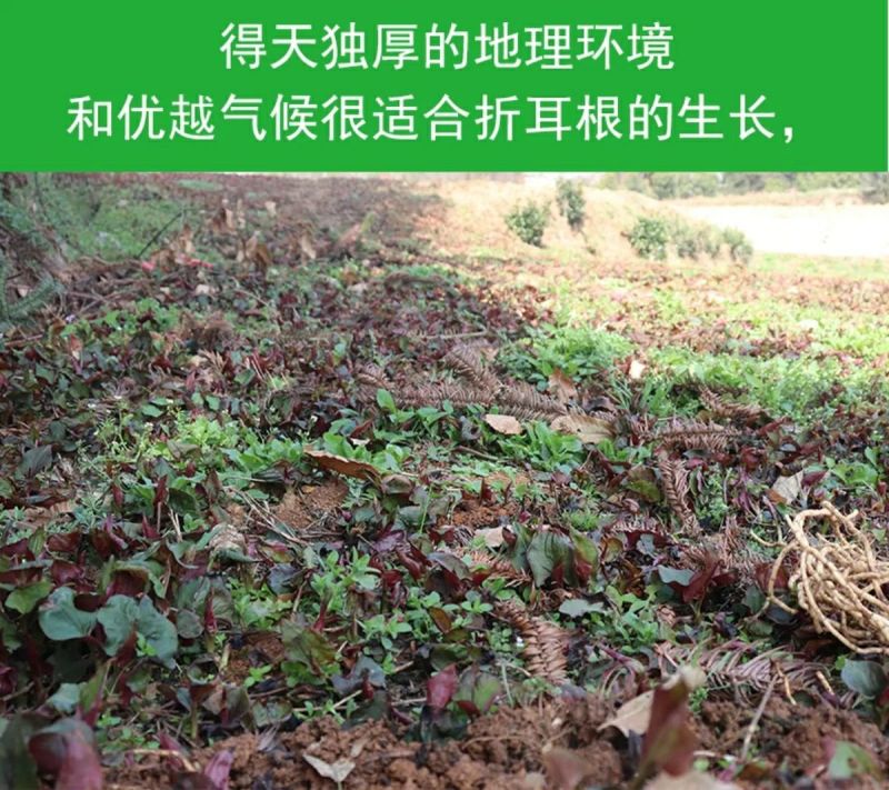新鲜折耳根、叶子，干根根