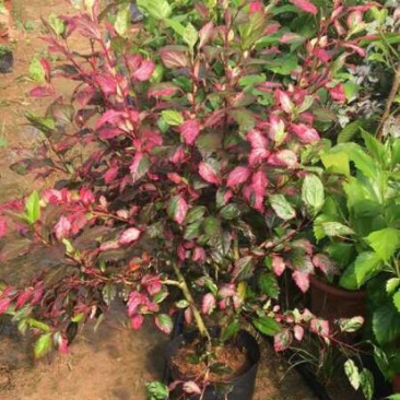 红花木槿树8~10cm20cm以上2.5~3米