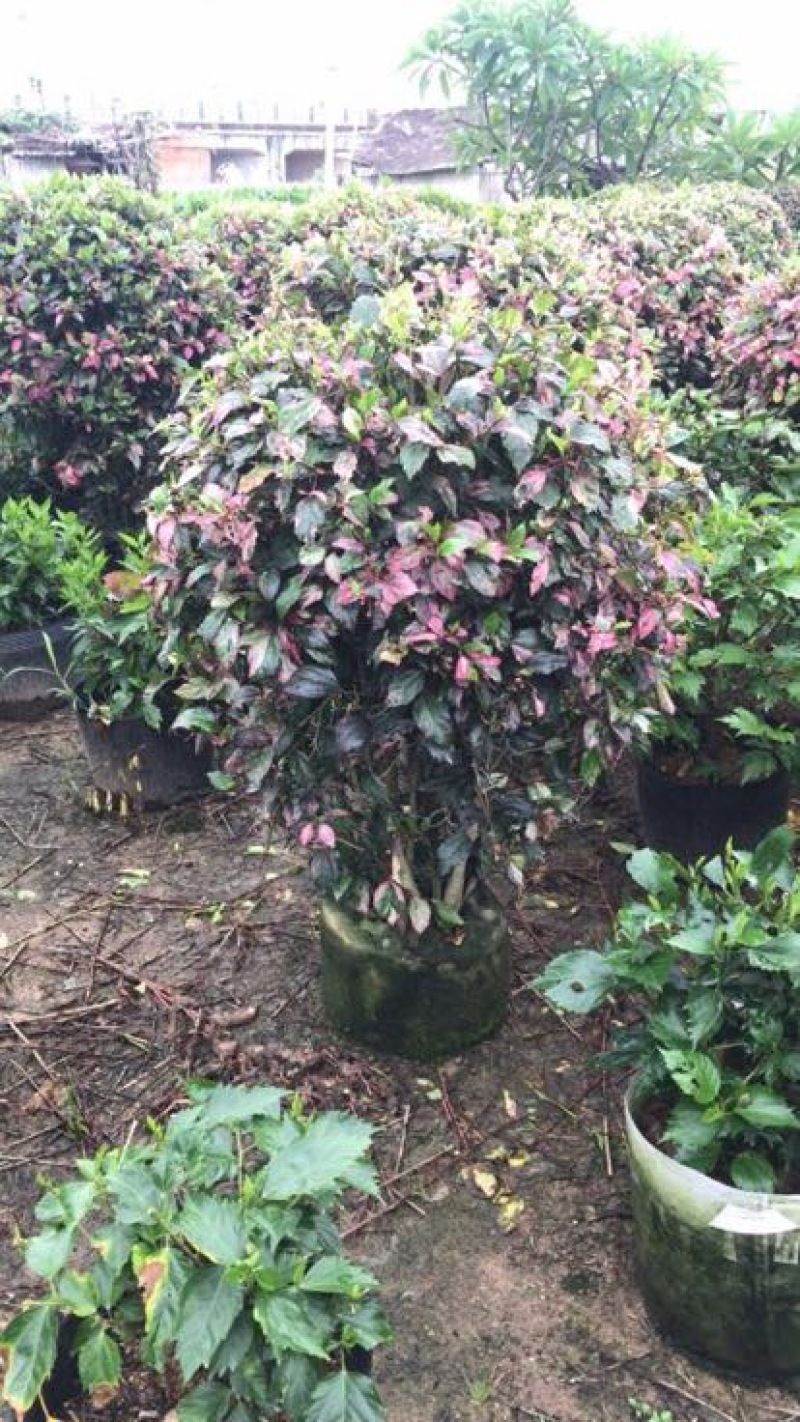 红花木槿树8~10cm20cm以上2.5~3米