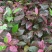 红花木槿树8~10cm20cm以上2.5~3米