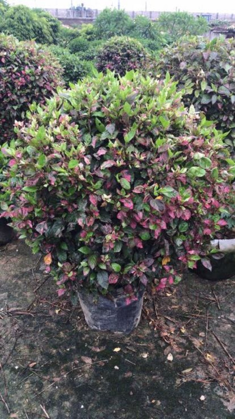 红花木槿树8~10cm20cm以上2.5~3米