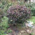 红花木槿树8~10cm20cm以上2.5~3米