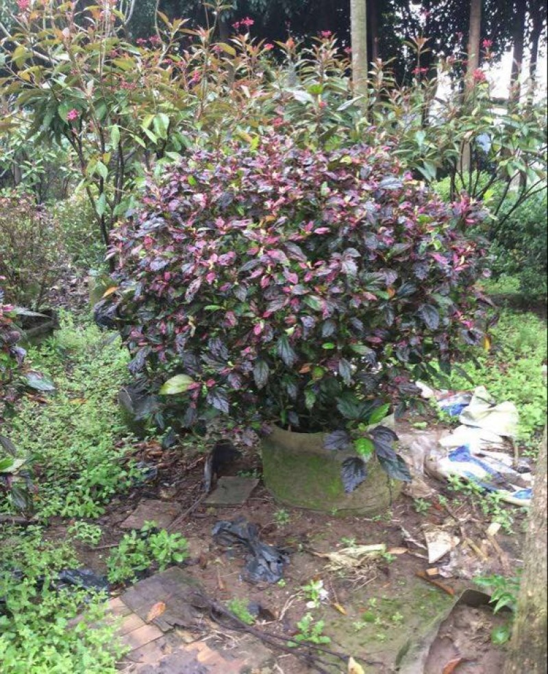 红花木槿树8~10cm20cm以上2.5~3米